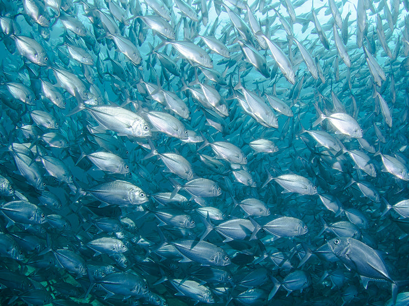 School of Fish 